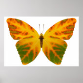 Aspen Leaf Butterfly 1 Poster (Vorne)
