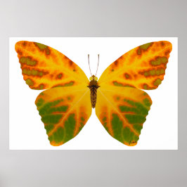 Aspen Leaf Butterfly 1 Poster