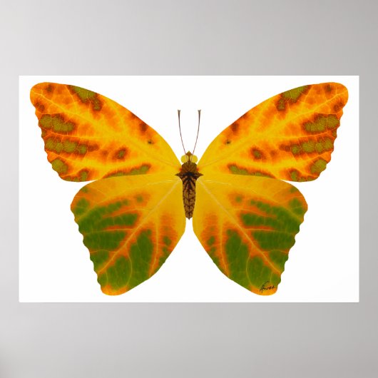 Aspen Leaf Butterfly 1 Poster (Vorne)