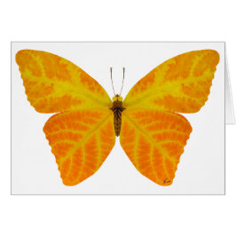 Aspen Leaf Butterfly 3