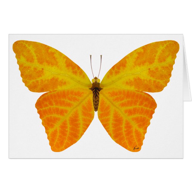 Aspen Leaf Butterfly 3 (Vorderseite (Horizontal))