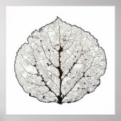 Aspen Leaf Skeleton 1 Poster (Vorne)