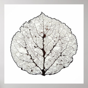 Aspen Leaf Skeleton 1 Poster