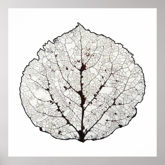 Aspen Leaf Skeleton 1 Poster (Vorne)