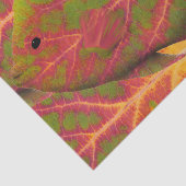 Aspen Leaf Tropische Fische 1 Seidenpapier (Ausschnitt)