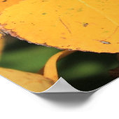 Aspen Poplar-Blätter im Herbst Poster (Ecke)