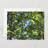 Aspen Poplars Postkarte (Vorne/Hinten)