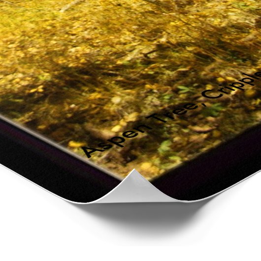 Aspen Tree, Cripple Creek, Colorado Poster (Ecke)