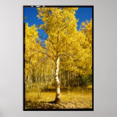 Aspen Tree, Cripple Creek, Colorado Poster (Vorne)