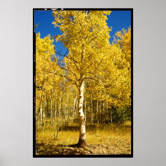 Aspen Tree, Cripple Creek, Colorado Poster (Vorne)