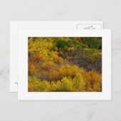 ‚Aspen Tree Hill‘ Postkarte (Vorne/Hinten)