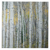 Aspen Tree Trunks | Aspen, Colorado Fliese (Vorderseite)