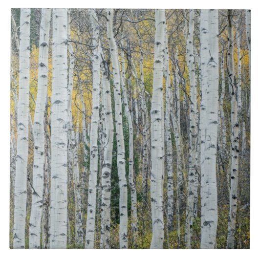 Aspen Tree Trunks | Aspen, Colorado Fliese (Vorderseite)
