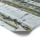Aspen Tree Trunks | Aspen, Colorado Poster (Ecke)