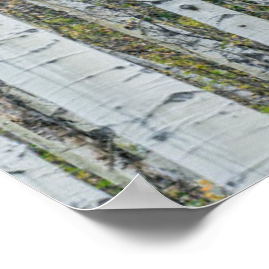 Aspen Tree Trunks | Aspen, Colorado Poster (Ecke)