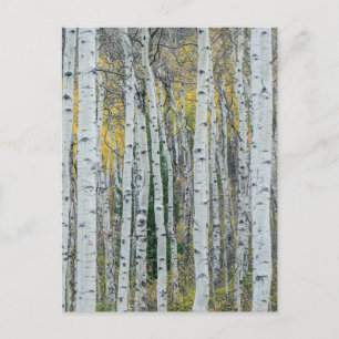 Aspen Tree Trunks   Aspen, Colorado Postkarte
