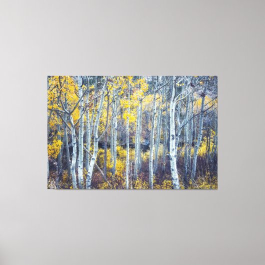 Aspen Trees Forest in Fall Foliage Leinwanddruck (Vorderseite)