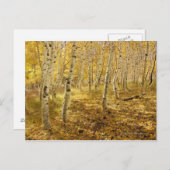 Aspen Trees im Fall Postkarte (Vorne/Hinten)