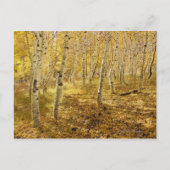 Aspen Trees im Fall Postkarte (Vorderseite)