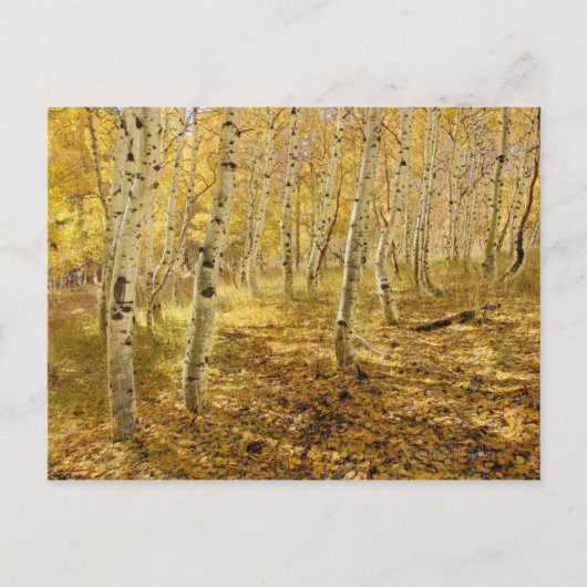 Aspen Trees im Fall Postkarte (Vorderseite)