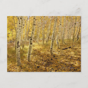Aspen Trees im Fall Postkarte