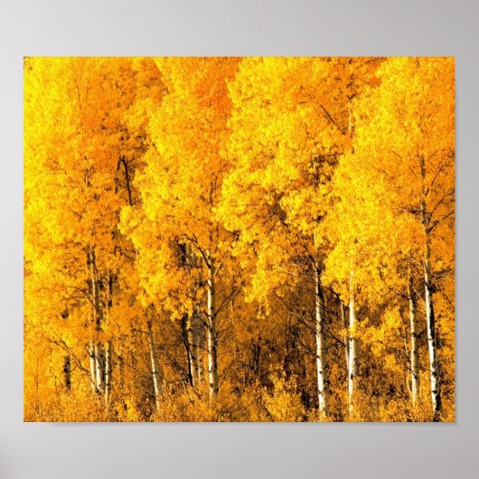 Aspen Trees in Colorado Poster (Vorne)