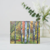 Aspen Trees in Herbst Postkarte (Stehend Vorderseite)