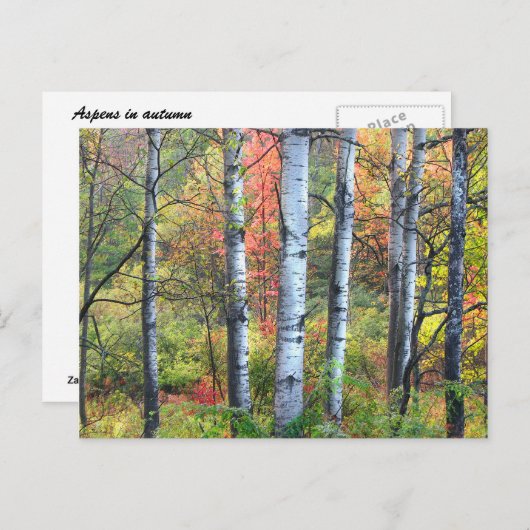 Aspen Trees in Herbst Postkarte (Vorne/Hinten)