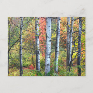 Aspen Trees in Herbst Postkarte