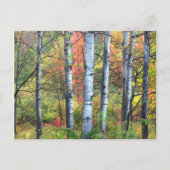 Aspen Trees in Herbst Postkarte (Vorderseite)
