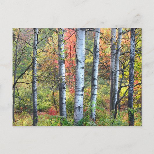 Aspen Trees in Herbst Postkarte (Vorderseite)
