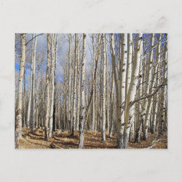 Aspen Trees in Winter Postcard Postkarte
