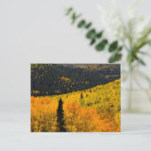 Aspen Trees (Populus tremuloides) und Conifers Postkarte (Stehend Vorderseite)