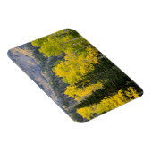 Aspen Trees (Populus Tremuloides) und Nadelbäume 2 Magnet (Rechte Seite)