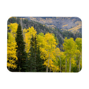 Aspen Trees (Populus Tremuloides) und Nadelbäume 2 Magnet