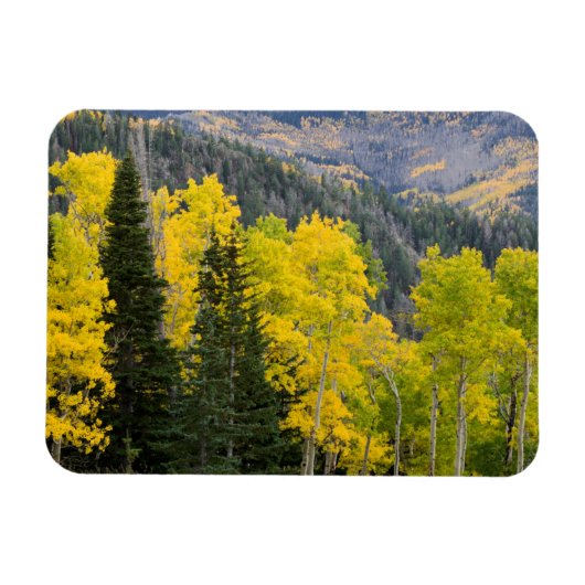 Aspen Trees (Populus Tremuloides) und Nadelbäume 2 Magnet (Horizontal)