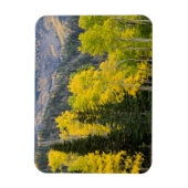 Aspen Trees (Populus Tremuloides) und Nadelbäume 2 Magnet (Vertikal)