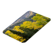 Aspen Trees (Populus Tremuloides) und Nadelbäume 2 Magnet (Linke Seite)