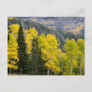 Aspen Trees (Populus Tremuloides) und Nadelbäume 2 Postkarte