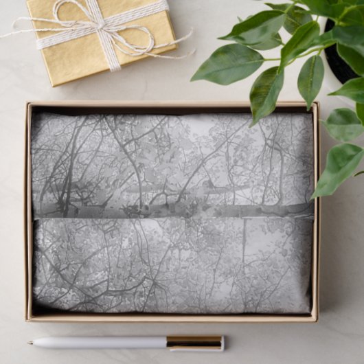 Aspen Trees - Schwarz und Weiß Seidenpapier (Geschenk)