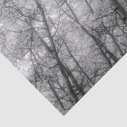 Aspen Trees - Schwarz und Weiß Seidenpapier (Detail)