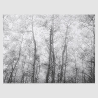 Aspen Trees - Schwarz und Weiß Seidenpapier