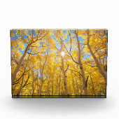 Aspen Trees | Sierra Nevada, CA Fotoblock (Vorderseite)