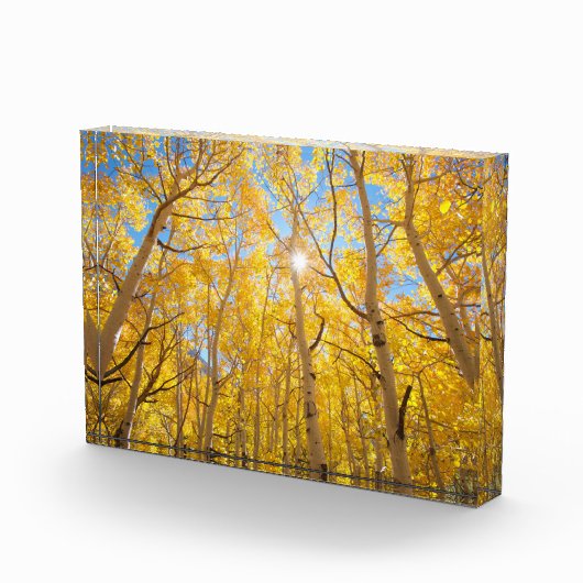 Aspen Trees | Sierra Nevada, CA Fotoblock (Rechts)