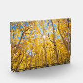 Aspen Trees | Sierra Nevada, CA Fotoblock (Links)