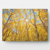 Aspen Trees | Sierra Nevada, CA Fotoplatte (Vorderseite)