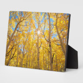 Aspen Trees | Sierra Nevada, CA Fotoplatte (Seite)