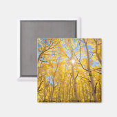 Aspen Trees | Sierra Nevada, CA Magnet (Vorderseite/Rückseite)