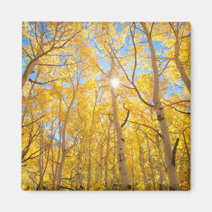 Aspen Trees   Sierra Nevada, CA Magnet