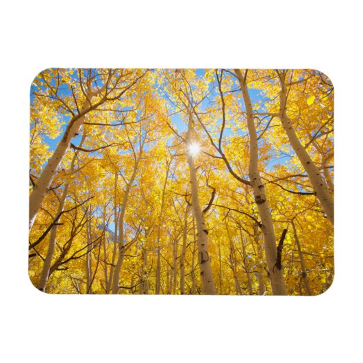 Aspen Trees | Sierra Nevada, CA Magnet (Horizontal)